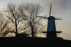 Windmühle in Veere